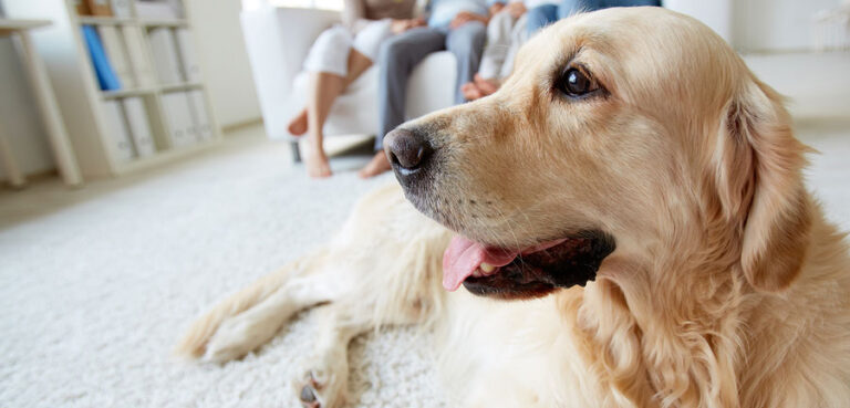 Labrador lying on living room floor relaxed